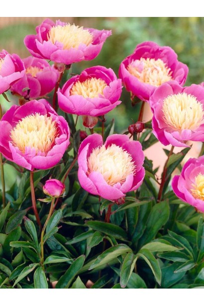 Півонія Боул оф Б’юті: незвичайна квітка з контрастним центром.